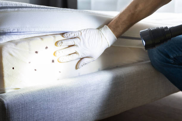 Professional Pest Control in San Pasqual, CA